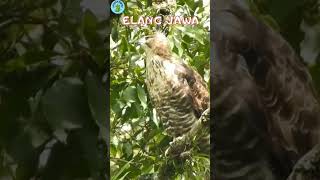Download Lagu 5 JENIS ELANG ASLI ENDEMIK INDONESIA#elangjawa#elangsulawesi#burungelang#infohewan#pecintahewan MP3