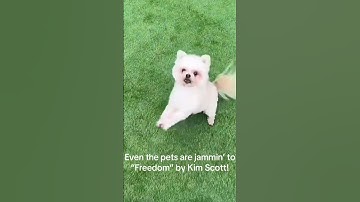 Thumbnail of Even the pets are jamming to “Freedom” by Kim Scott! Download and stream today!