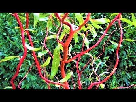 Видео: Как изглежда едно иглолистно растение?