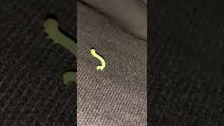 🐛