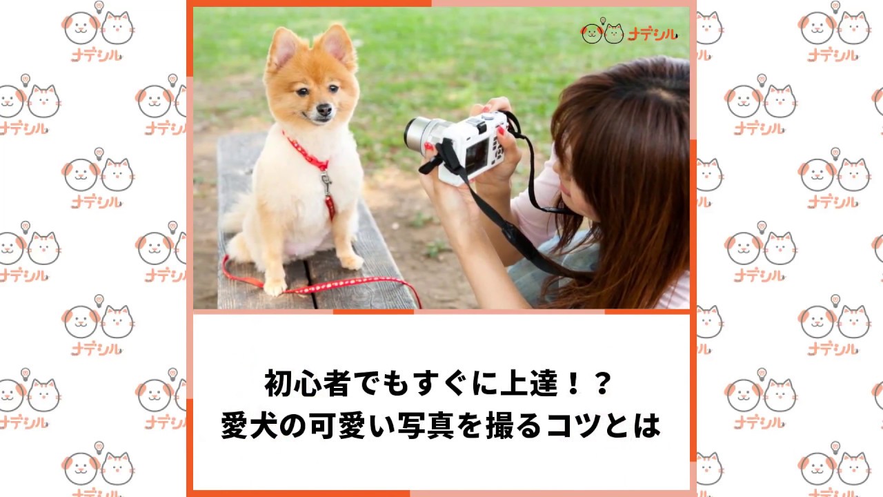 初心者でもすぐに上達 愛犬の可愛い写真を撮るコツとは ナデシル 犬と猫のペットメディア