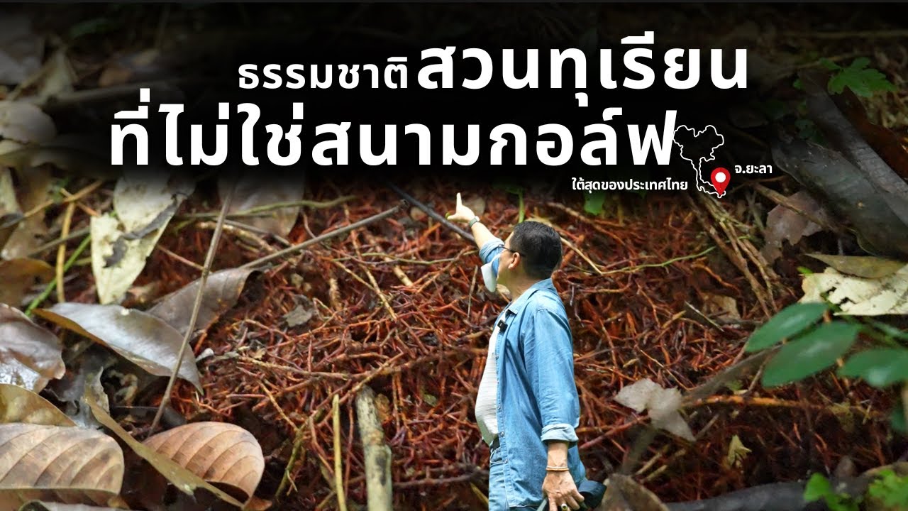 EP.2 สวนทุเรียนอายุเกือบร้อยปี ที่ไม่เคยมีโรคไฟท็อป | OK เบตง