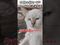 猫のおもしろ動画にツッコミどころ満載なアフレコしてみた＃484【猫なで声】【ハプニング映像】#shorts　#アフレコ #面白動画