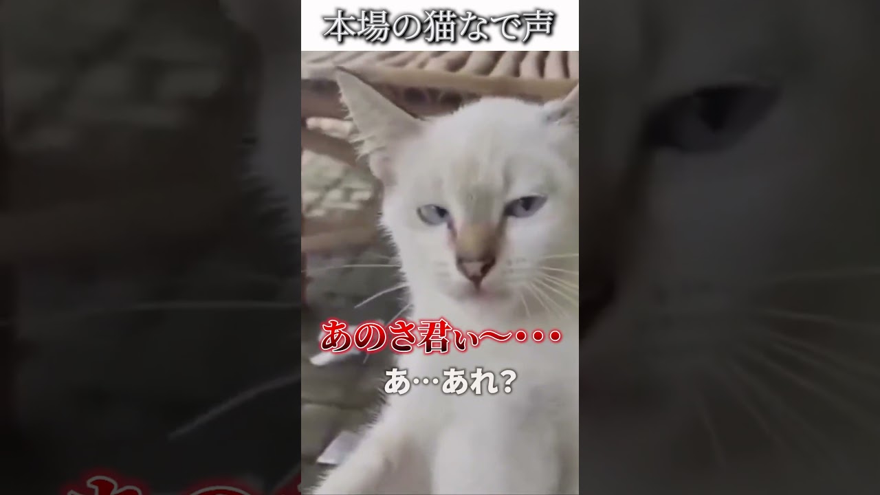 猫のおもしろ動画にツッコミどころ満載なアフレコしてみた＃484【猫なで声】【ハプニング映像】#shorts　#アフレコ #面白動画