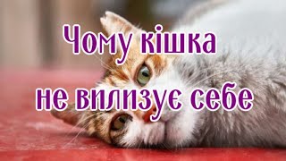 Почему Кошка Не Вылизывает Себя?