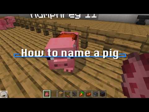 Video: How To Name A Pig