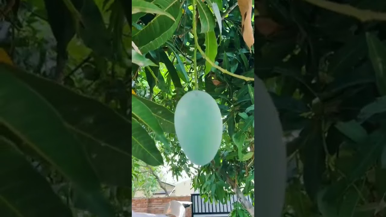 Mango season. Do you like Mango? 