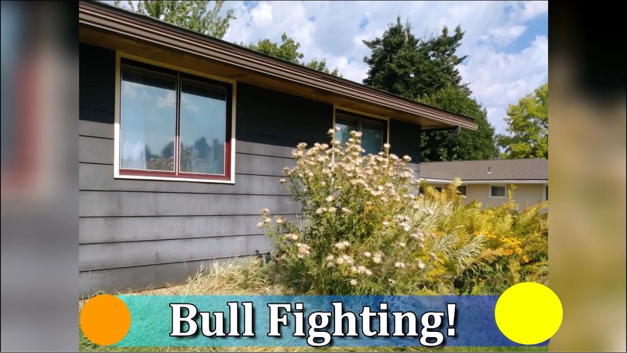 Bull Fighting! How to tackle a giant Bull Thistle!