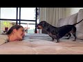 What Dogs Think When You back At Them