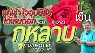 กุหลาบ เพียงแค่เข้าใจอุปนิสัย ได้เห็นดอก Rosa × hybrida