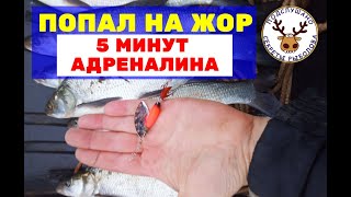 Ловля ЖЕРЕХА. Наловил за 5 минут! Попал на ЖОР. Жерех на вертушку. Клевало на каждом ЗАБРОСЕ!