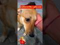 कैसे मांरते होगी इतने मासूम को लोग! आप खुद कमेंट करके बताओ 😭 #cute dog #funny