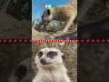 Meerkat Behavior and Habitat