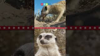 Meerkats #Shorts #ngscience