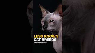 Less Known Cat Breeds