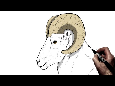 Video: How To Draw A Ram
