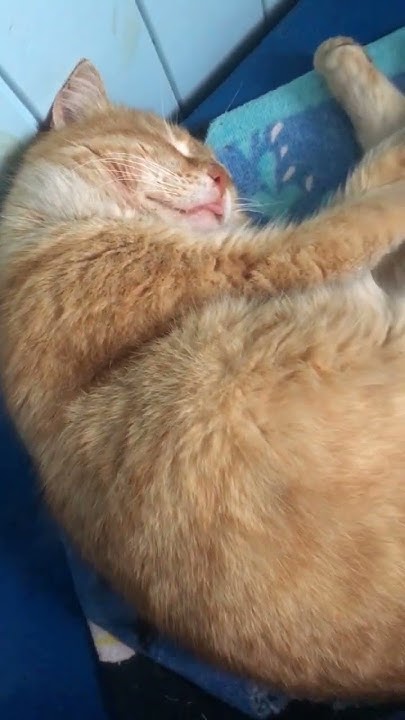 Рудий котик спить #рудийкіт #cat #рудийкотик - YouTube