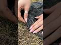 CHAFER GRUB AURA INNIT