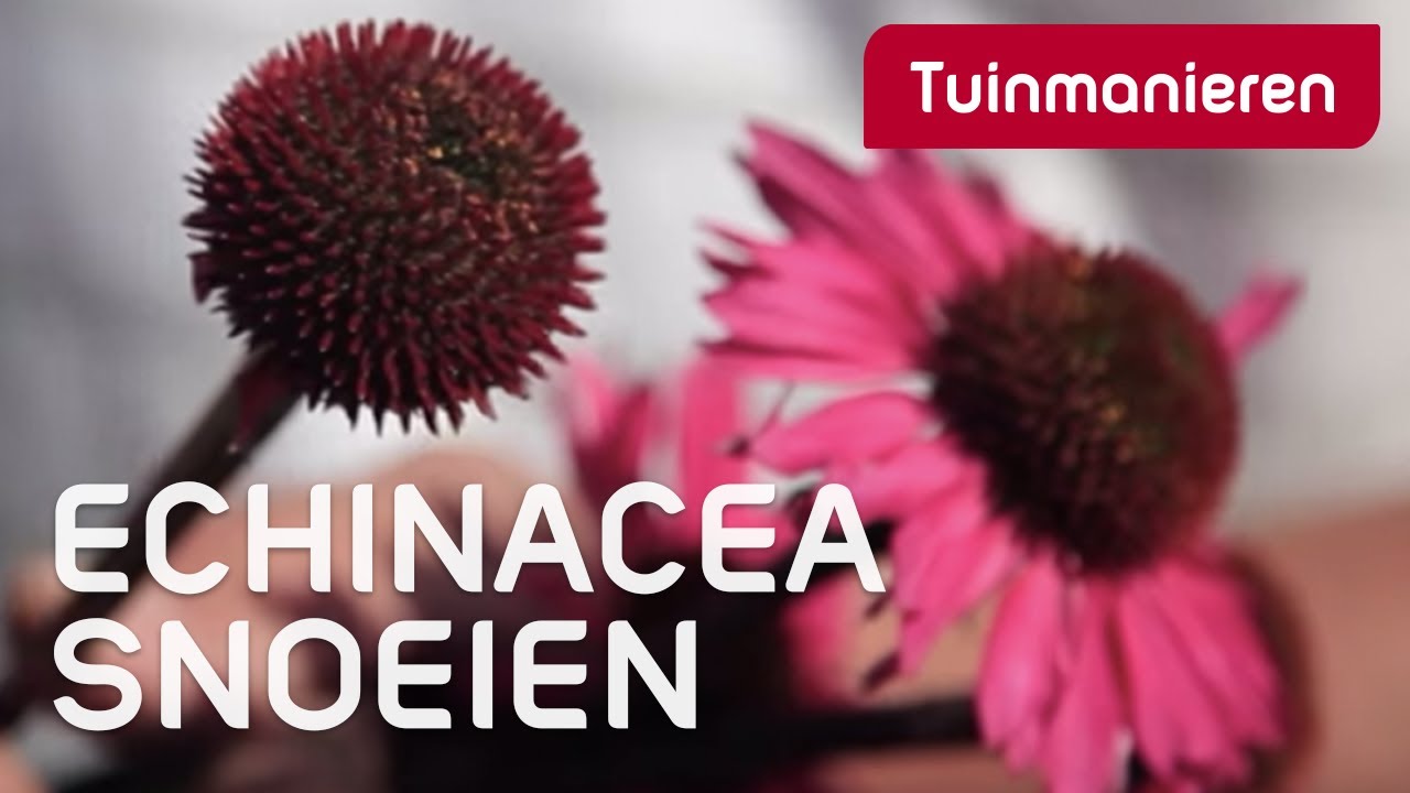 Echinacea snoeien: hoe | - YouTube