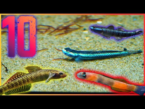 Video: Bubyr fish: goby in fresh water