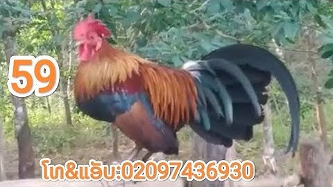 Qaib qus F3 qaib 10hli.ไก่ป่าf3 ไก่อายุ10เดือน. 13/11/2023.02097436930.