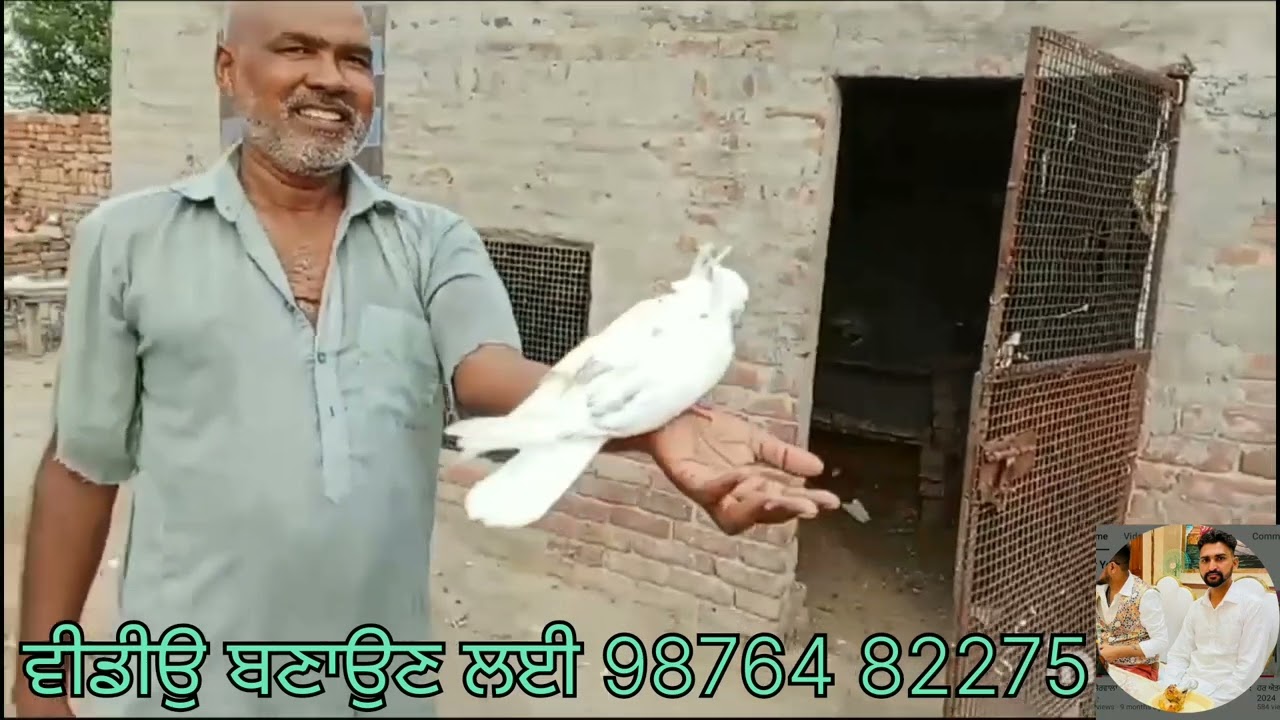 ਬੱਤਖਾਂ ਬੈਟਮ ਦੇਸੀ ਮੁਰਗੀਆਂ ਕਬੂਤਰ ਆਦਿ ਖਰੀਦਣ ਲਈ ਸੰਪਰਕ ਕਰੋ ਨੰ 78377 15373  81464 95373 #birds