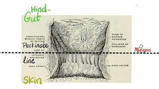 Anatomy of the Pelvis & Perineum - Quick Review - “in 90 Minutes” Series - Part 1