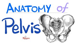 Anatomy of the Pelvis & Perineum  Quick Review  “in 90 Minutes” Series  Part 1