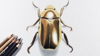 In this tutorial, i am sharing some tips for drawing gold or metallic
objects general. a golden beetle the demo as find it easy to unde...