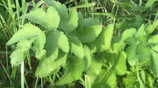 this plant can give you a really BAD RASH (cow parsnip indian celery)