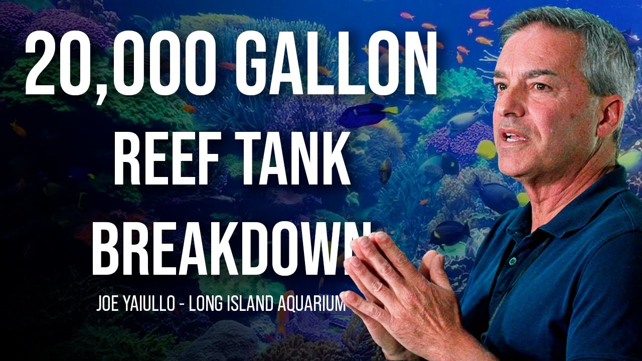Восстановление рифа объёмом 20 000 галлонов: Джо Яйулло делится своими секретами в Tidal Gardens