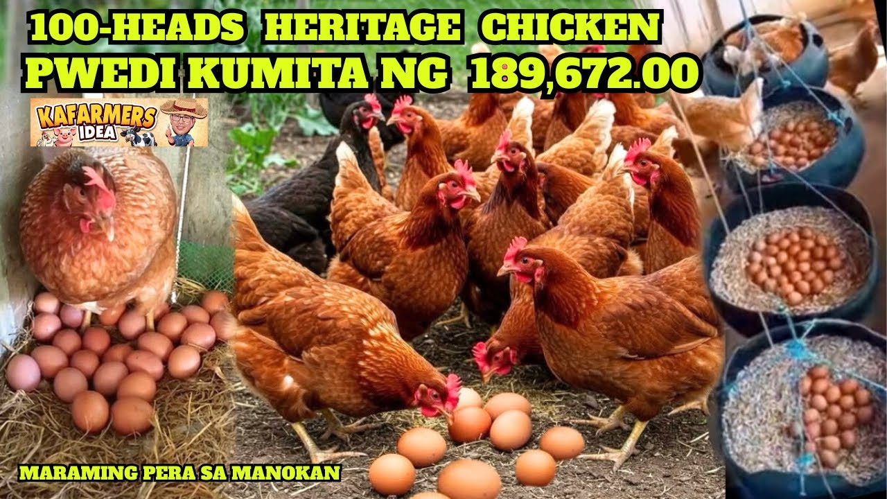 100Heads Heritage Chicken Pwedi Kumita ng 189K Magkano Ang Puhunan? at Magkano Ang kikitain?