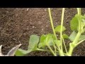 Kako skinuti pelcer sa mu&scaron;katle - How to take geranium cuttings