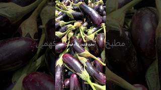 אחסון וקפיאת חציל – איך לאחסן חציל כבוש לאורך השנה ולשמור על טריות עד לשקית האחרונה