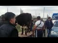 رجل يحمل بقرة ويسحب سيارة في نفس الوقت رجل يحمل بقرة ويسحب سيارة في نفس الوقت