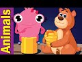 Animal Alphabet Quiz