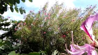 My hong kong orchid tree (bauhinia ...