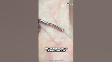 The World Smallest Snake