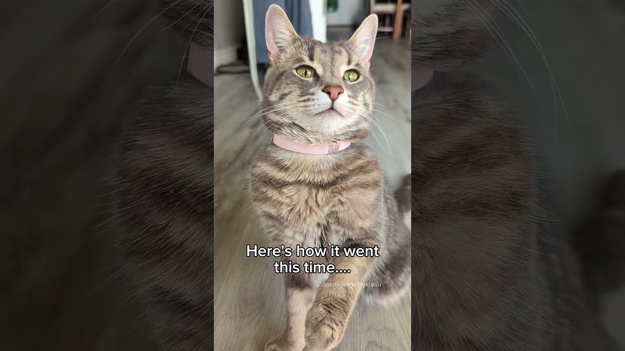 Bambi Visits Grandparents CHCat Toronto GrandmaVsBambi CerebellarHypoplasia