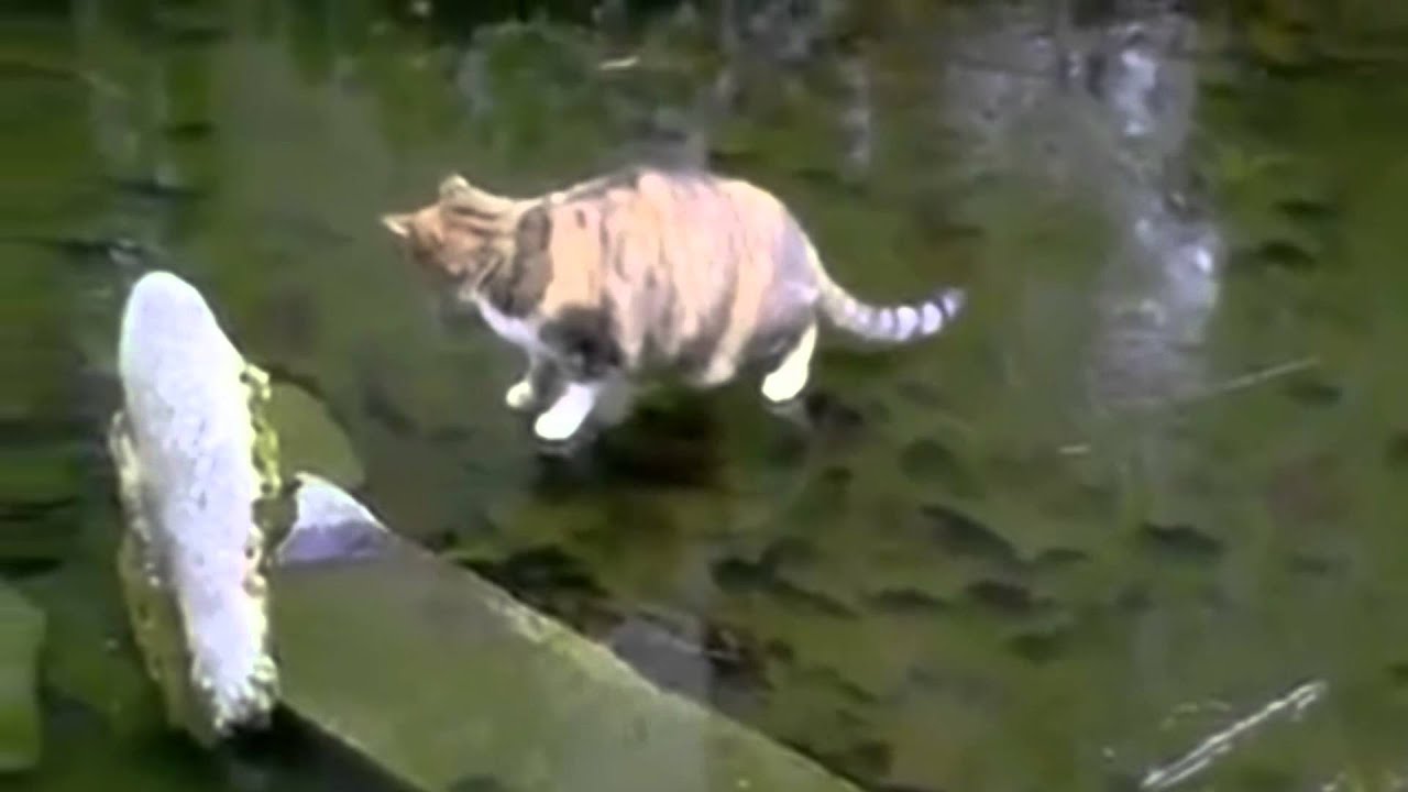 ★Lustige Videos Zum Totlachen Deutsch 2015 Funny Videos, Witzige Videos