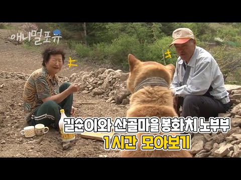 생라면만 보면 난리나는 길순이와 산골마을 봉화치 노부부의 시트콤같은 이야기 모아보기🐶 | 마지막화까지 풀버전! | KBS 단짝 2015 방송