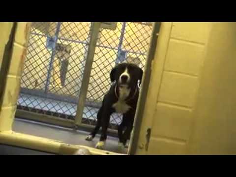 Βίντεο: Επιδράσεις μετά τις διακοπές - Γαστρεντερίτιδα σε σκύλους