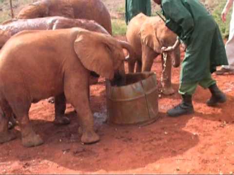 Video: Sloní sirotčinec Sheldrick, Nairobi: Kompletní průvodce