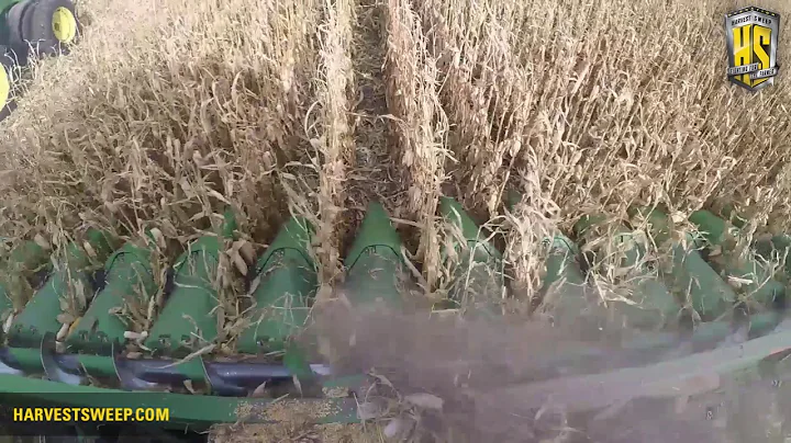 Harvest Sweep in Normal Corn
