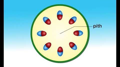 Animation 10.4 The structure of the stem