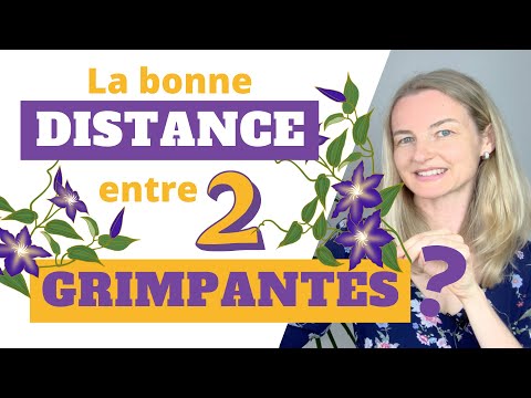 La bonne DISTANCE entre 2 PLANTES GRIMPANTES ?