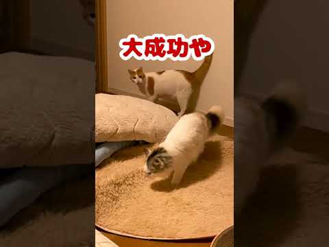 ハクション大魔王ごっこをする猫達【おしゃべりする猫】 #Shorts