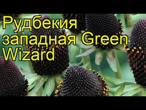 Video: Zapadna Rudbeckia