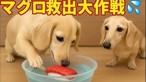 ダックス姉妹 マグロ沈没事故発生!? 妹犬の執念!!