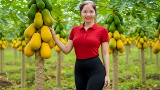 Harvesting 1000 Kg Papaya Fruit Goes To Market Sell,Trying Thai-Style Papaya Salad Han Harvesting